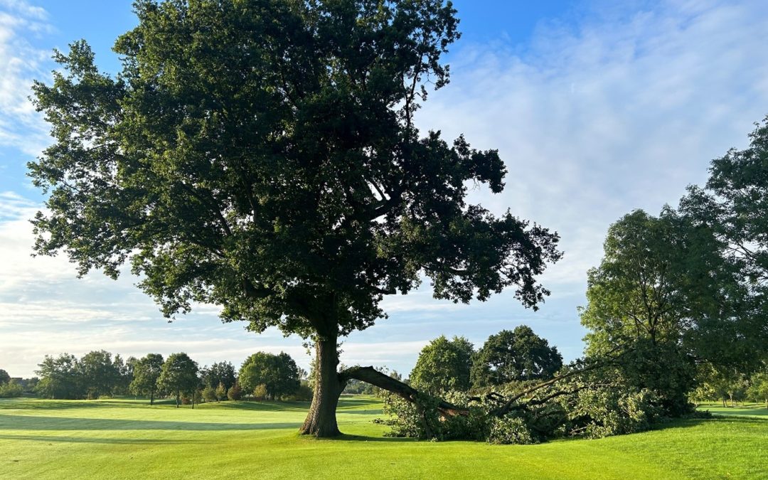 Signature Oak Tree Reduction – Church 4