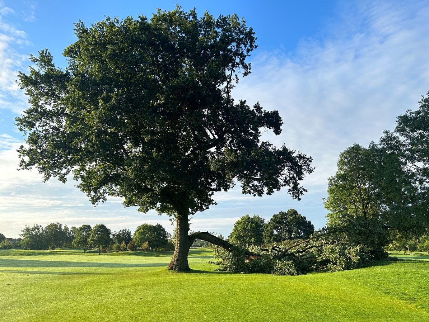 Signature oak tree 1