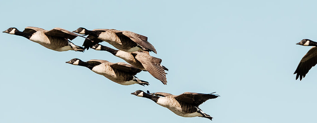 Understanding the Increase in Goose Numbers